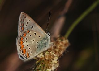 okgzl Mavi (Polyommatus icarus)