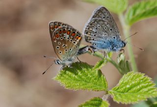 okgzl Mavi (Polyommatus icarus)