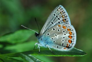okgzl Mavi (Polyommatus icarus)