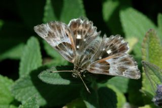 ark Zpzp (Carcharodus orientalis)