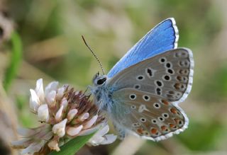 okgzl Gk Mavisi (Polyommatus bellargus)