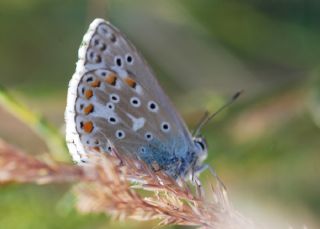 okgzl Gk Mavisi (Polyommatus bellargus)