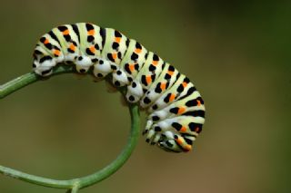 Krlangkuyruk (Papilio machaon)