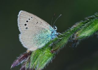 Karagz Mavisi (Glaucopsyche alexis)