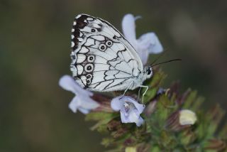 Anadolu Melikesi (Melanargia larissa)