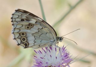 Anadolu Melikesi (Melanargia larissa)