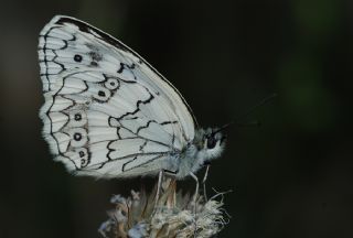 Anadolu Melikesi (Melanargia larissa)