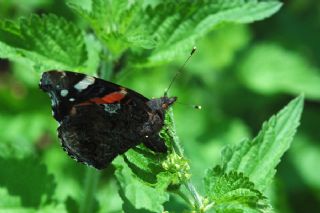 Atalanta (Vanessa atalanta)