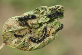 Diken Kelebei (Vanessa cardui)