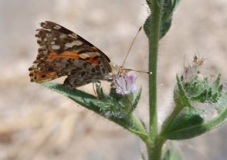 Diken Kelebei (Vanessa cardui)