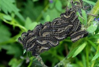 Aglais (Aglais urticae)