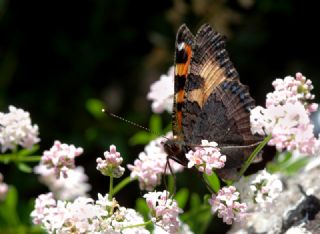Aglais (Aglais urticae)
