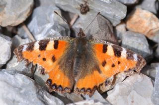 Aglais (Aglais urticae)