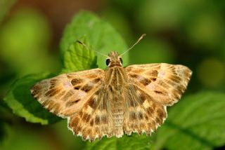 Hatmi Zpzp (Carcharodus alceae)