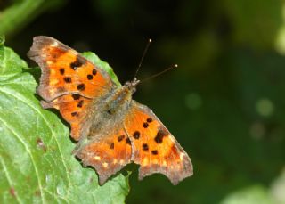 Y�rt�k P�rt�k&nbsp;(Inachis&nbsp;c-album)