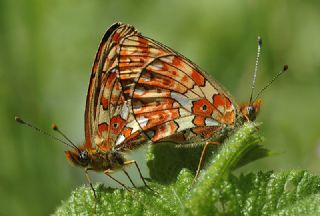 Beyaz nci (Clossiana euphrosyne)