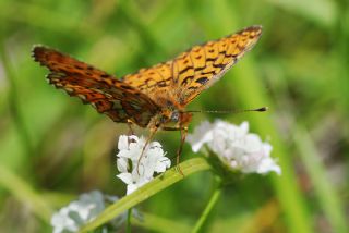 Beyaz nci (Clossiana euphrosyne)