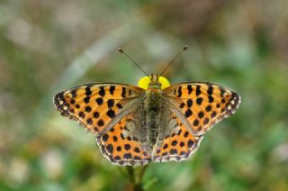 �spanyol Krali�esi&nbsp;(Issoria&nbsp;lathonia)