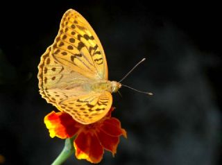 Bahadr (Argynnis pandora)