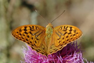 Bahadr (Argynnis pandora)