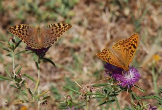 Bahad�r&nbsp;(Argynnis&nbsp;pandora)