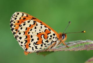 Benekli parhan (Melitaea didyma)