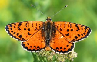 Benekli parhan (Melitaea didyma)