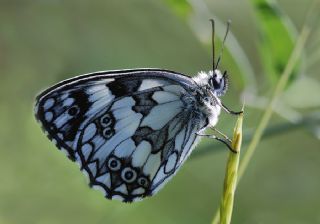 Orman Melikesi (Melanargia galathea)