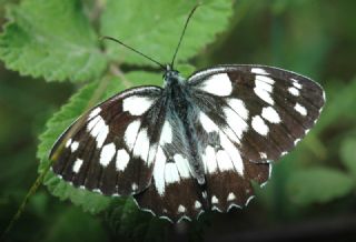 Orman Melikesi (Melanargia galathea)