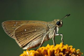 Beyaz illi Kara Zpzp (Pelopidas  thrax)