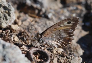 Seyit (Arethusana arethusa)