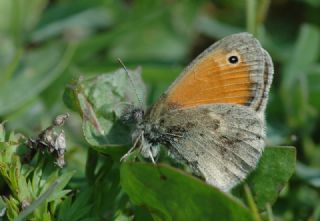 Kk Zpzp Perisi (Coenonympha pamphilus)