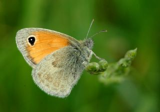 Kk Zpzp Perisi (Coenonympha pamphilus)