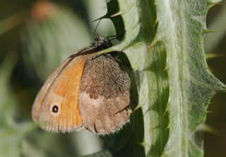 Kk Zpzp Perisi (Coenonympha pamphilus)