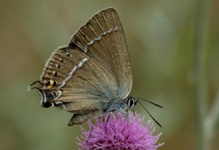 Gzel Sevbeni (Satyrium spini)