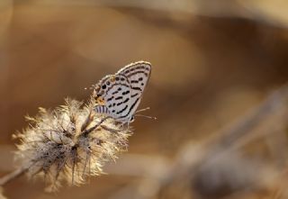 Balkan Kaplan (Tarucus balkanicus)