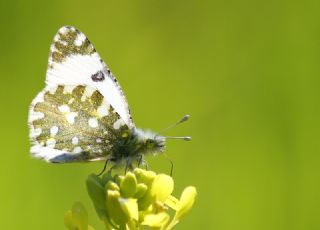 Da Oykls (Euchloe ausonia)