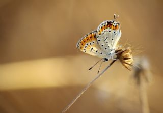 Kk Ate Gzeli (Lycaena thersamon)
