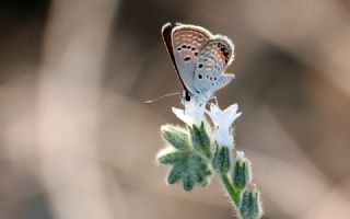 Mcevher Kelebei (Chilades trochylus)
