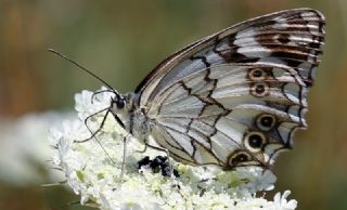 Anadolu Melikesi (Melanargia larissa)