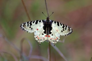 Orman Fistosu (Allancastria  cerisyi)