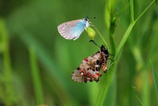 Kara Melike (Melanargia syriaca)