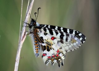 Orman Fistosu (Allancastria  cerisyi)