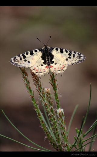 Orman Fistosu (Allancastria  cerisyi)