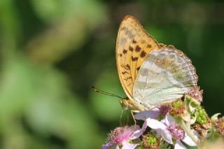 Cengaver (Argynnis paphia)