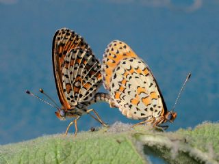 Gzel parhan (Melitaea trivia)