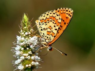 Gzel parhan (Melitaea trivia)
