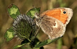 Kk Zpzp Perisi (Coenonympha pamphilus)