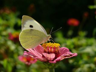 Byk Beyazmelek  (Pieris brassicae)