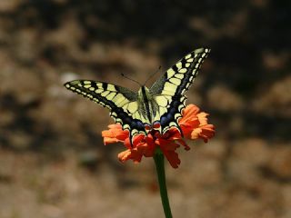 Krlangkuyruk (Papilio machaon)